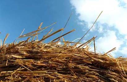 Biomass Pellet Machine Buyer's Guide 2026