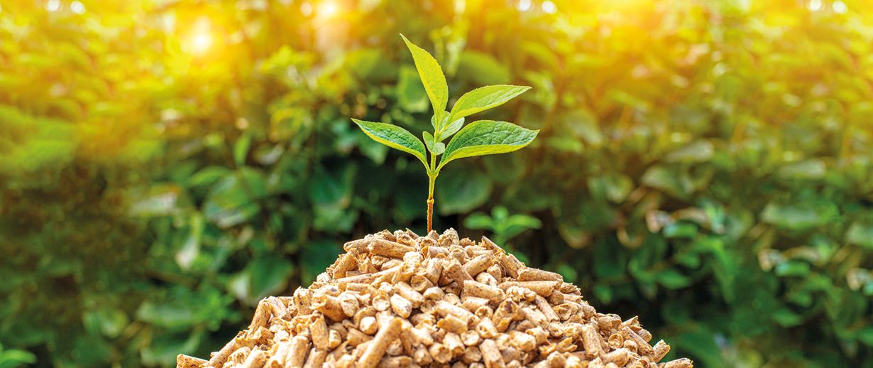 Raw Material Selection and Its Impact on Biomass Pellet Quality