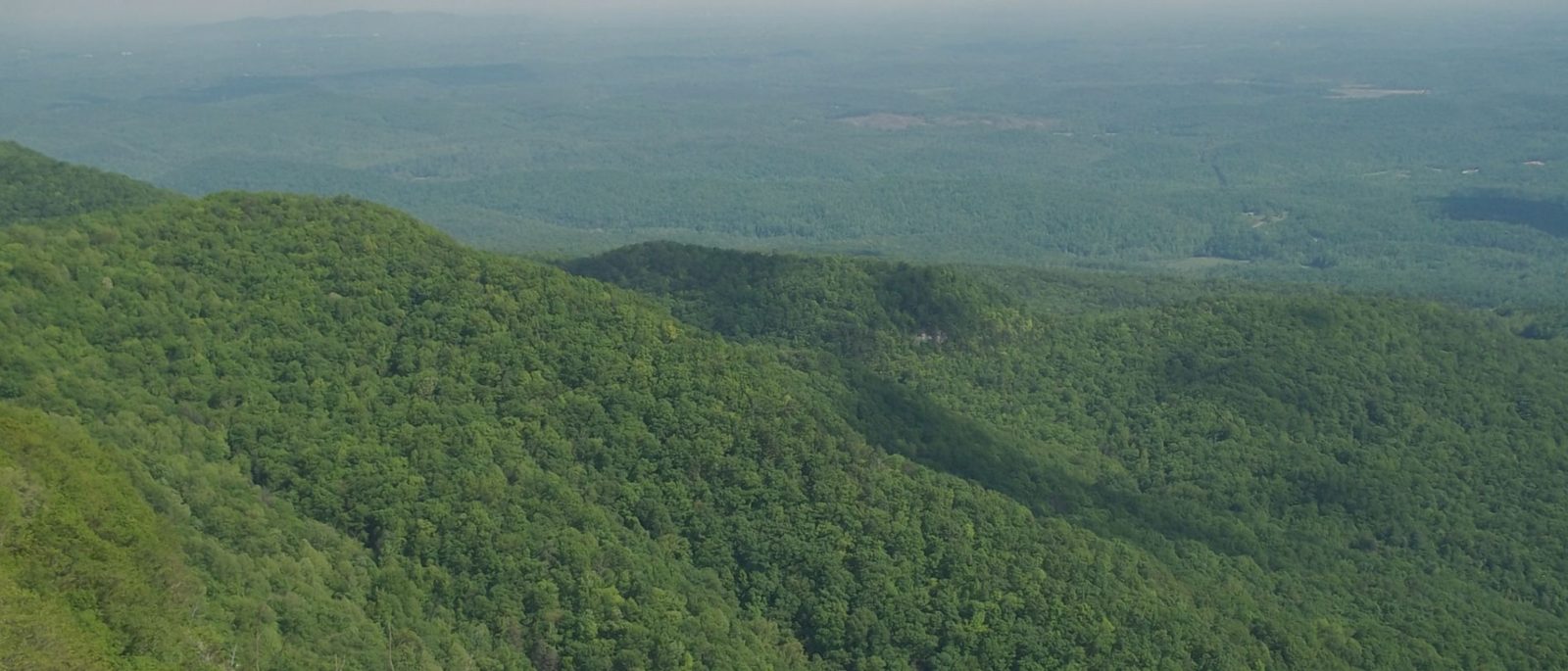 Forest biomass — Kingwood industry knowledge hub